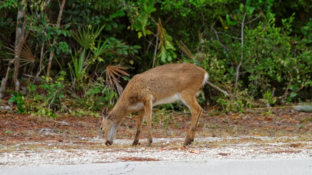 03 - Florida Keys (8) No Name Key.jpg